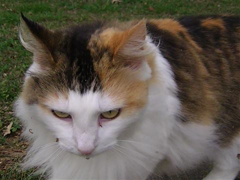 Трёхцветная кошка