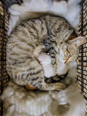 Кошка с котятами