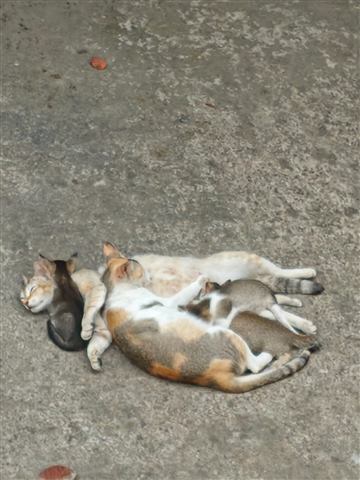 Спящие коты