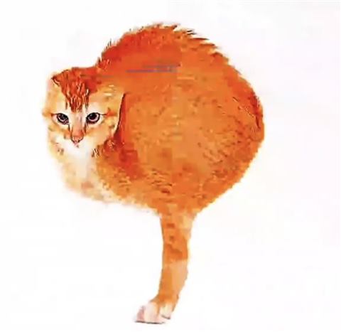 Игривый кот
